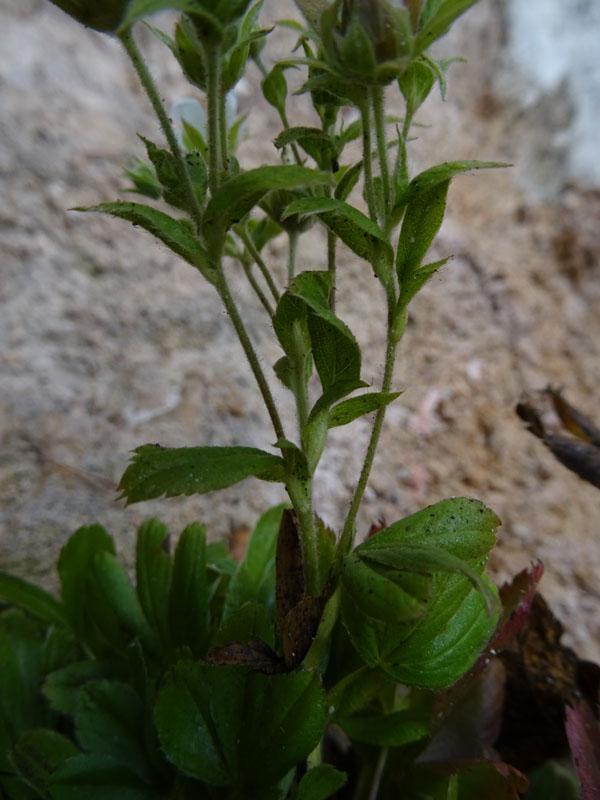 Potentilla caulescens - Rosaceae